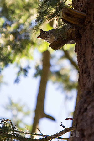 Squirrel Preparation