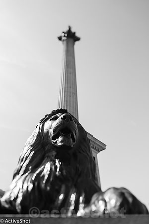 The Lion's Roar