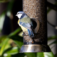 The Birds